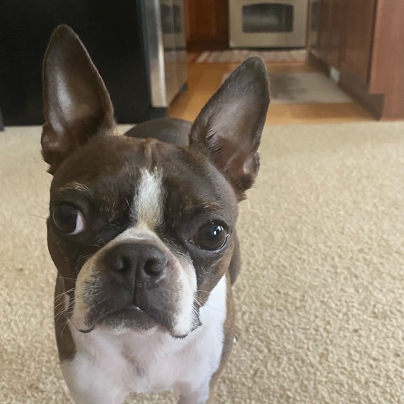 Meet your Posher, Leah - Picture 3 of 5